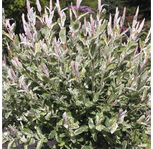 Weißbunte Weide FloraSelf Salix integra "Hakuro Nishiki" Halbstamm 125 cm H 150-175 cm Co 18 L