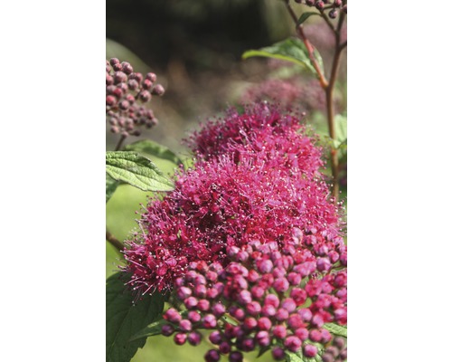 Spierstrauch FloraSelf Spiraea japonica 'Superstar' H 80-100 cm Co 10 L