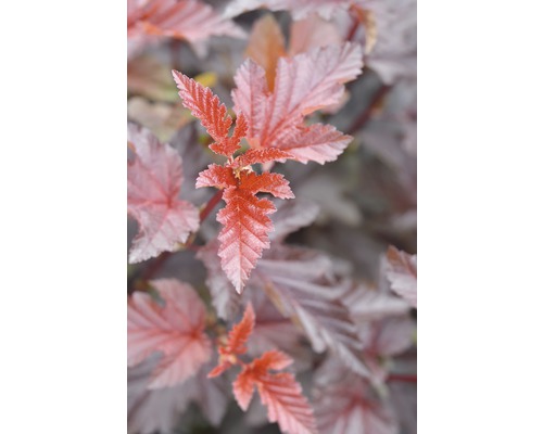 Blasenspiere FloraSelf Physocarpus opulifolius 'Lady in Red' H 80-100 cm Co 10 L Blätter einer Blasenspiere