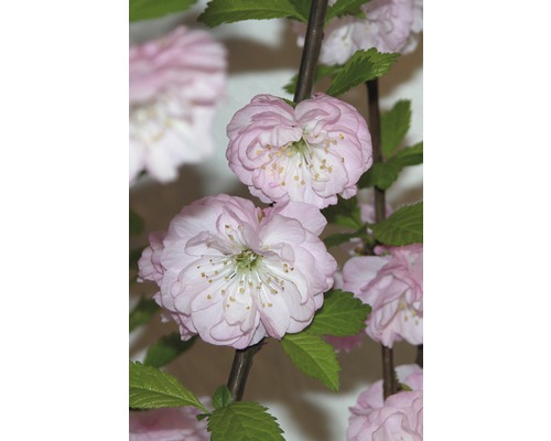Mandelbäumchen FloraSelf Prunus triloba Halbstamm 125 cm H 150-175 cm Co 18 L Blühender Zierstrauch mit rosa Blüten
