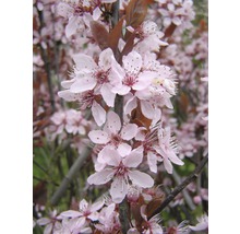 Nahaufnahme von Zierkirschblüten