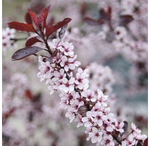 Zwerg-Blutpflaume FloraSelf Prunus cistena Halbstamm 125 cm H 150-175 cm Co 18 L