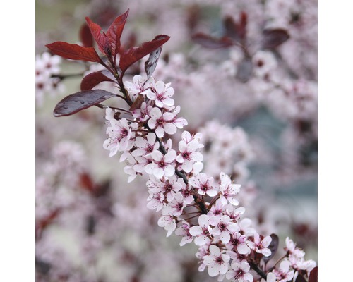 Zwerg-Blutpflaume FloraSelf Prunus cistena Halbstamm 125 cm H 150-175 cm Co 18 L Blühender Zweig eines Zierbaumes