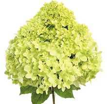 Hortensie mit Blüte