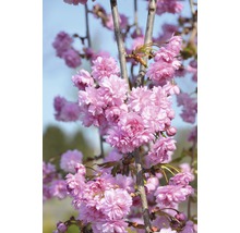 Nahaufnahme eines blühenden Zierkirschbaums