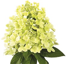 Rispenhortensie mit Blüten und Blättern