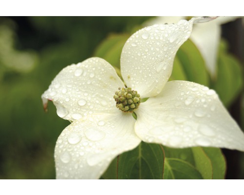 Chinesischer Blumen-Hartriegel FloraSelf Cornus kousa 'White Fountain' H 100-125 cm Co 18 L