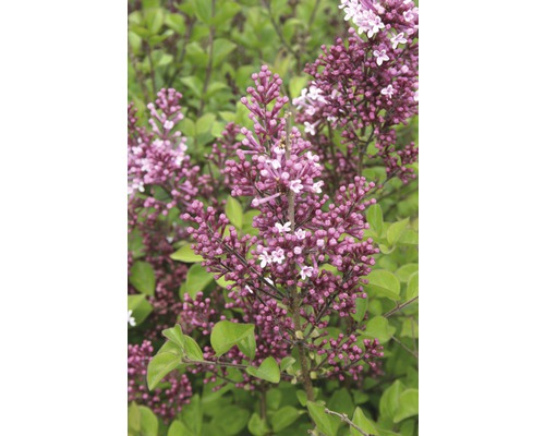 Zwerg-Duftflieder FloraSelf Syringa meyeri 'Palibin' Halbstamm 125 cm H 150-175 cm Co 18 L