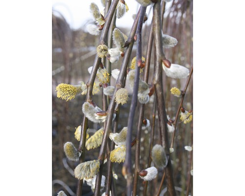 Hängende Kätzchenweide FloraSelf Salix caprea ‘Pendula‘ Halbstamm 125 cm H 125-140 cm Co 18 L