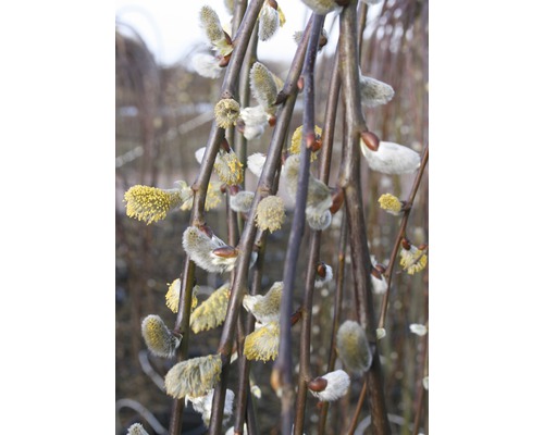 Hängende Kätzchenweide FloraSelf Salix caprea 'Pendula' Halbstamm 125 cm H 125-140 cm Co 18 L