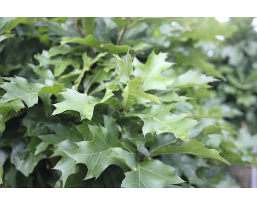 Sumpfeiche FloraSelf Quercus pallustris 'Green Dwarf' Halbstamm 125 cm H 140-160 cm Co 18 L