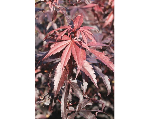 Fächerahorn FloraSelf Acer palmatum 'Skeeter's Broom' H 80-100 cm Co 10 L