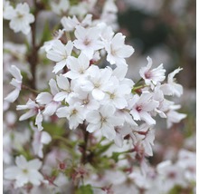 Nahaufnahme von Kirschblüten