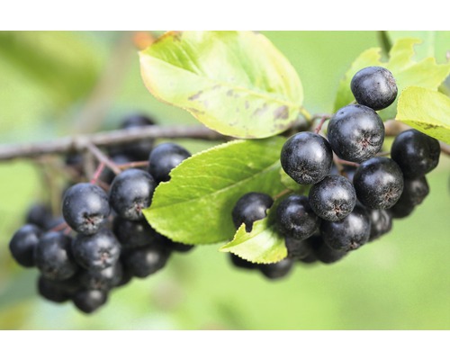 Apfelbeere, Aronia FloraSelf Aronia melanocarpa 'Autumn Magic' H 40-60 cm Co 4,5 L Apfelbeere, Aronia FloraSelf Aronia melanocarpa 'Autumn Magic' H 40-60 cm Co 4,5 L