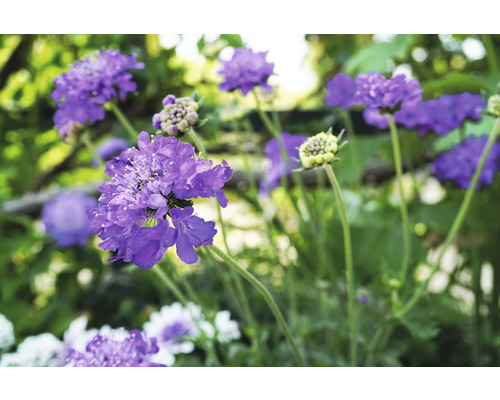 Tauben-Skabiose FloraSelf Scabiosa columbaria 'Butterfly Blue' H 5-50 cm Co 0,5 L