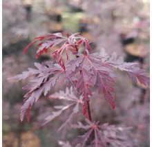 Japanischer Ahorn mit tief eingeschnittenen Blättern