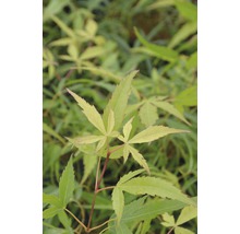 Fächerahorn FloraSelf Acer palmatum 'Koto-no-Ito' H 30-40 cm Co 4,5 L