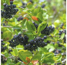 Aronia-Zweig mit reifen Beeren und grünen Blättern