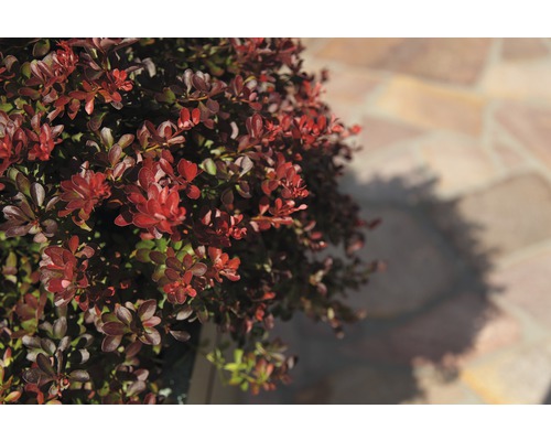 Berberitze FloraSelf Berberis thunbergii 'Atropurpurea Nana' H 30-40 cm Co 4,5 L Berberitze mit roten Blättern im Garten