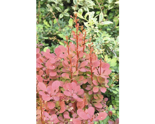 Berberitze FloraSelf Berberis thunbergii 'Orange Rocket'® H 30-40 cm Co 4,5 L Berberitze im Garten