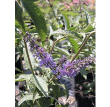 Schmetterlingsflieder mit Blüte
