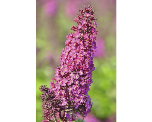 Sommerflieder FloraSelf Buddleja davidii 'Funky Fuchsia' H 60-80 cm Co 4,5 L Schmetterlingsflieder Blüte im Detail