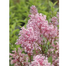 Nahaufnahme einer blühenden Eupatorium Pflanze