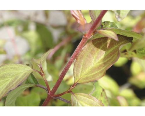 Hartriegel FloraSelf Cornus sanguineum 'Anny's Winter Orange' H 50-60 cm Co 4,5 L Nahaufnahme von Blättern und Stängeln einer Pflanze