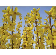Nahaufnahme von Forsythienblüten vor blauem Himmel
