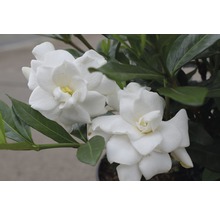 Gardenie FloraSelf Gardenia jasminoides 'Double Mint' H 30-40 cm Co 4,5 L