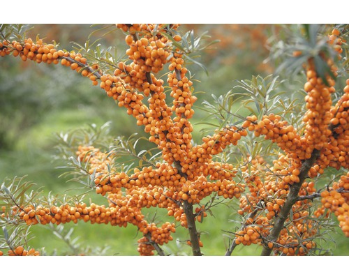Sanddorn (weiblich) FloraSelf Hippophae rhamnoides 'Leikora' H 50-60 cm Co 4,5 L Sanddornstrauch mit reifen Früchten