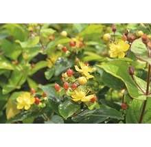 Johanniskraut mit gelben Blüten und roten Beeren