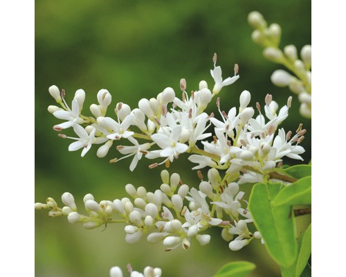 Schwarzgrüner Wintergrüner Liguster FloraSelf Ligustrum vulgare 'Atrovirens Select' H 50-60 cm Co 4,5 L, in milden Winter wintergrün Blütenstand mit weißen Blüten