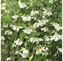 Pfeifenstrauch mit weißen Blüten und grünen Blättern