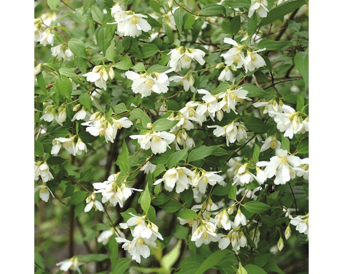 Gartenjasmin, Duftjasmin, Pfeifenstrauch FloraSelf Philadelphus 'Lemoinei' H 60-80 cm Co 4,5 L Gartenjasmin, Duftjasmin, Pfeifenstrauch FloraSelf Philadelphus 'Lemoinei' H 60-80 cm Co 4,5 L