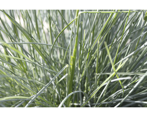 Detailaufnahme von Blauschwingelgras