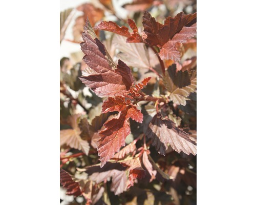 Blasenspiere FloraSelf Physocarpus opulifolius 'Petite Plum' H 50-60 cm Co 4,5 L