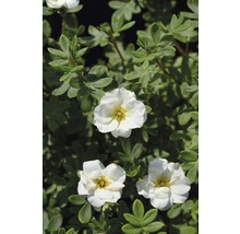 Fünffingerstrauch FloraSelf Potentilla fruticosa 'Creme Brulee' H 30-40 cm Co 4,5 L