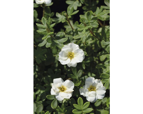 Fünffingerstrauch FloraSelf Potentilla fruticosa 'Creme Brulee' H 30-40 cm Co 4,5 L