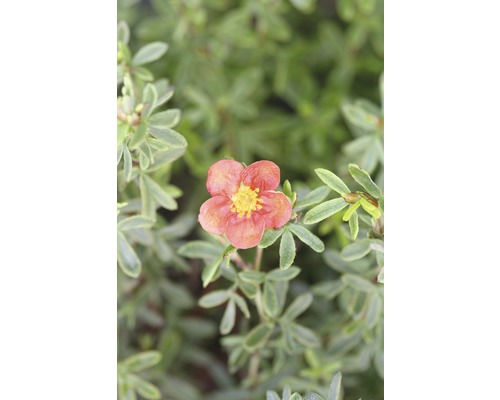 Fünffingerstrauch FloraSelf Potentilla fruticosa 'Red Lady' H 30-40 cm Co 4,5 L Blüte einer Strauchfingerkraut Pflanze mit fünf Blütenblättern