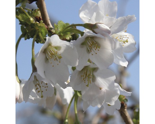 Zierkirsche FloraSelf Prunus incisa "Kojou-no-mai" H 30-40 cm Co 4,5 L