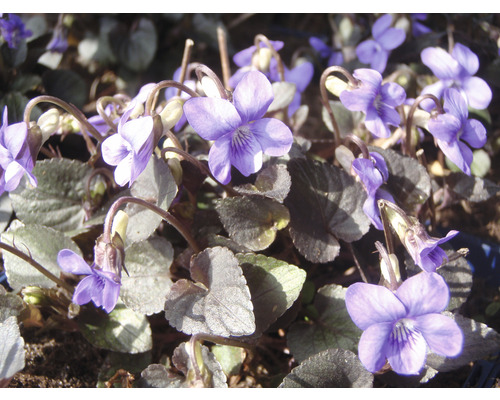 Grönland-Veilchen FloraSelf Viola labradorica H 5-10 cm Co 0,5 L