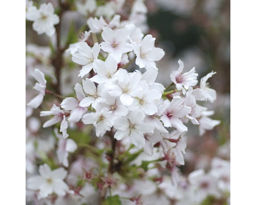 Zierkirsche Kurillenkirsche FloraSelf Prunus kurilensis 'Brillant' H 40-60 cm Co 4,5 L Nahaufnahme von Kirschblüten