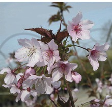 Blütenstand der Zierkirsche mit hellrosa Blüten