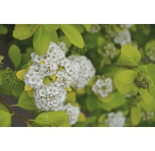 Blütenstand der Spiraea mit Blättern