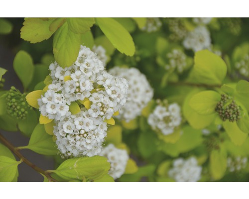 Gelblaubige Spiraea FloraSelf Spiraea betulifolia 'Torgold' H 25-30 cm Co 4,5 L Blütenstand der Spiraea mit Blättern