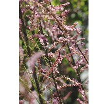 Tamariskengewächs mit kleinen Blütenknospen