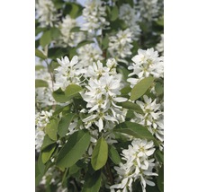 Blütenstände der Felsenbirne mit weißen Blüten und grünen Blättern