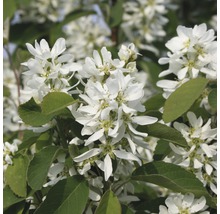 Felsenbirne mit weißen Blüten und grünen Blättern