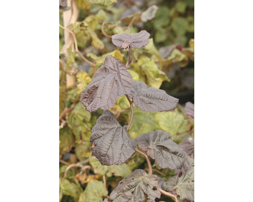 Korkenzieher-Hasel FloraSelf Corylus avellana 'Red Majestic' H 60-80 cm Co 6 L Nahaufnahme von Haselnussstrauchblättern